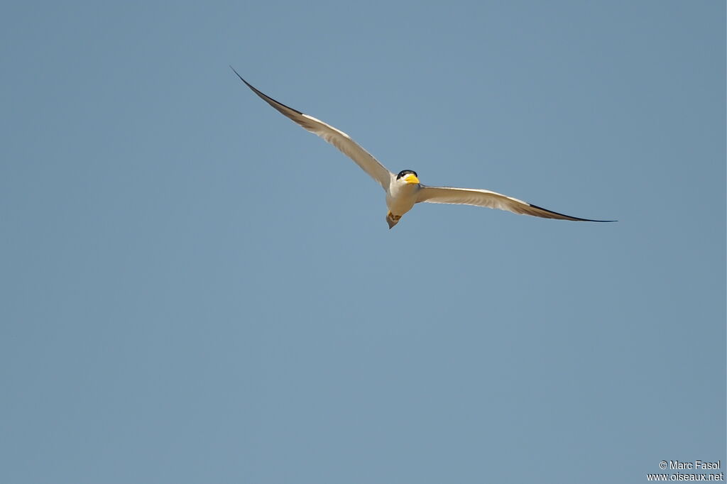 Large-billed Ternadult, Flight