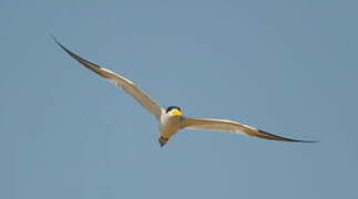 Large-billed Tern