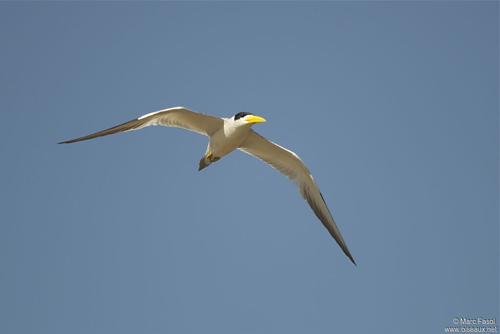 Large-billed Ternadult, Flight