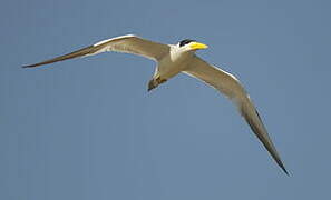 Large-billed Tern