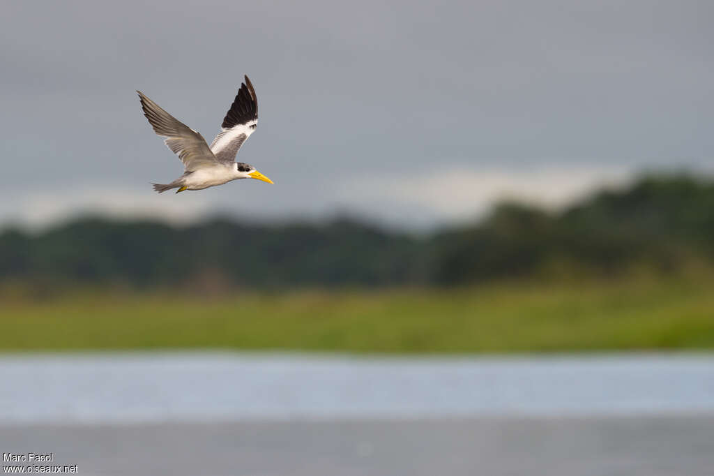 Large-billed Ternadult post breeding, pigmentation, Flight