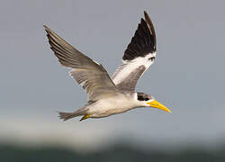 Large-billed Tern