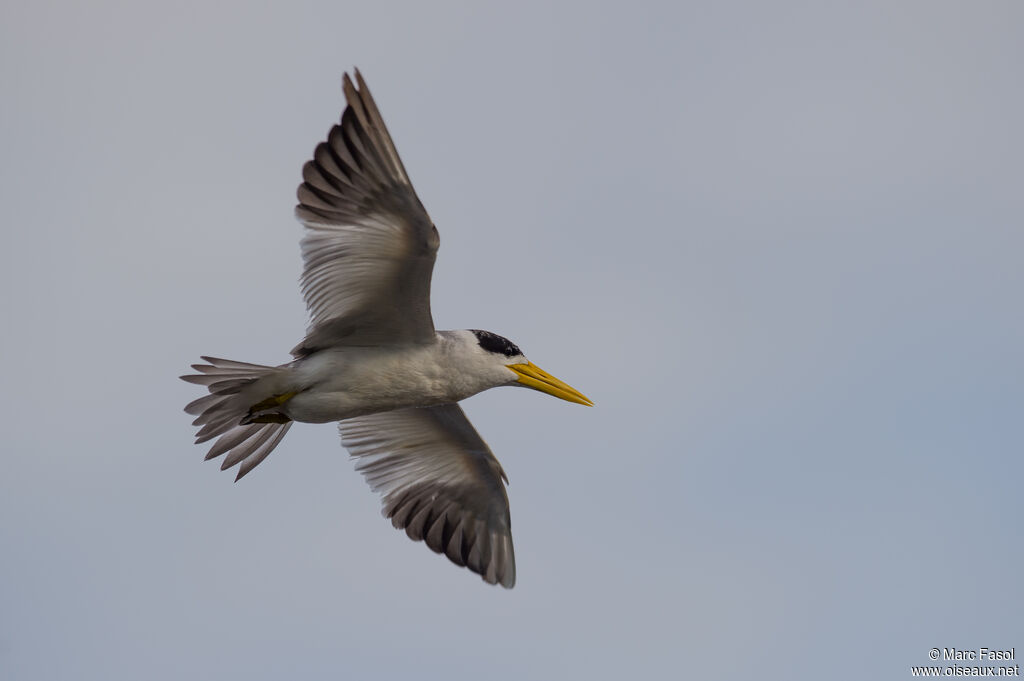 Large-billed Ternadult post breeding, Flight