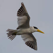 Large-billed Tern