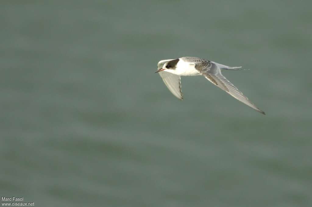 Arctic TernFirst year, Flight