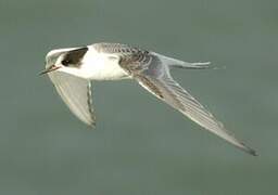 Arctic Tern