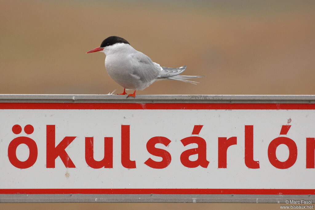 Arctic Ternadult breeding, identification