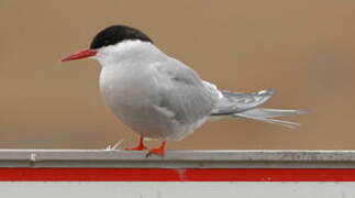 Arctic Tern