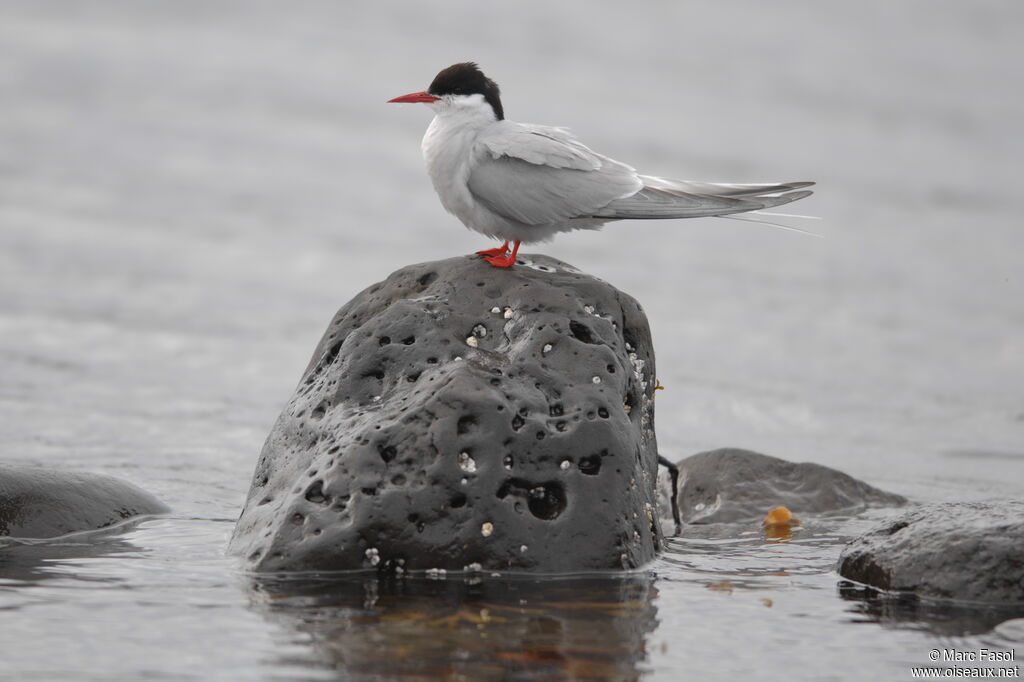 Arctic Ternadult breeding, identification