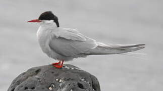 Arctic Tern