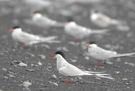 Arctic Tern