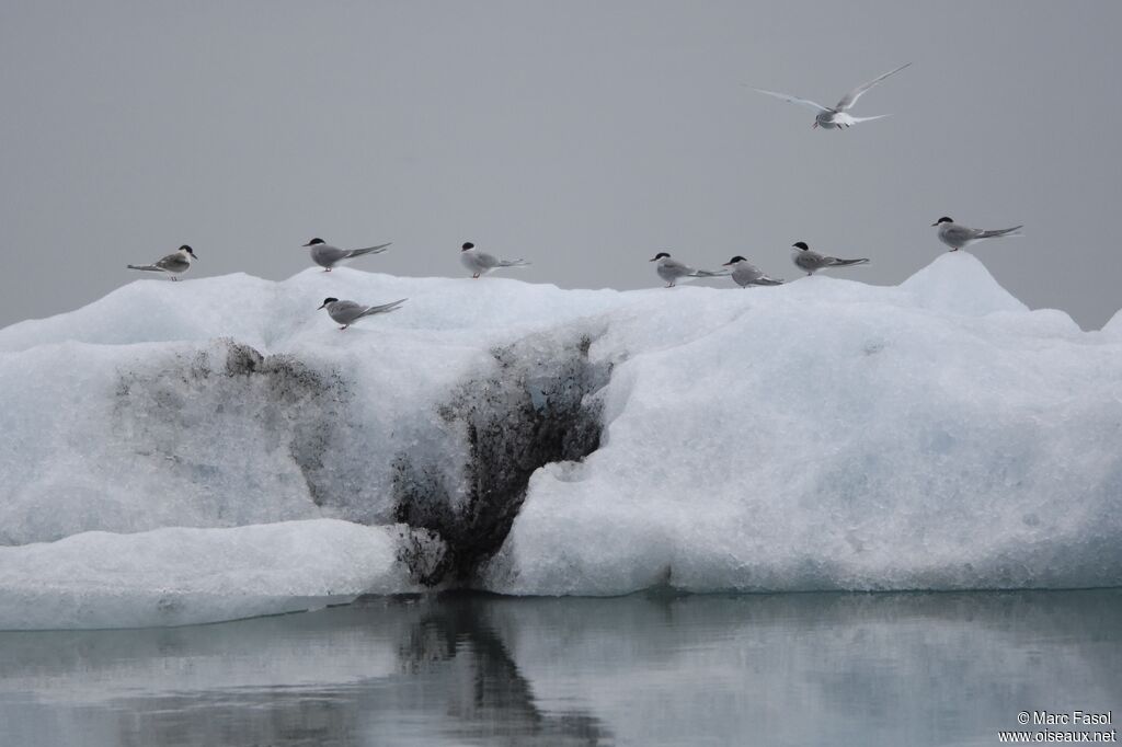 Arctic Tern, identification