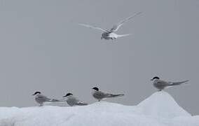 Arctic Tern