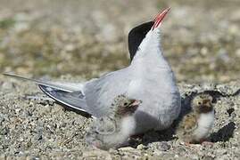 Arctic Tern