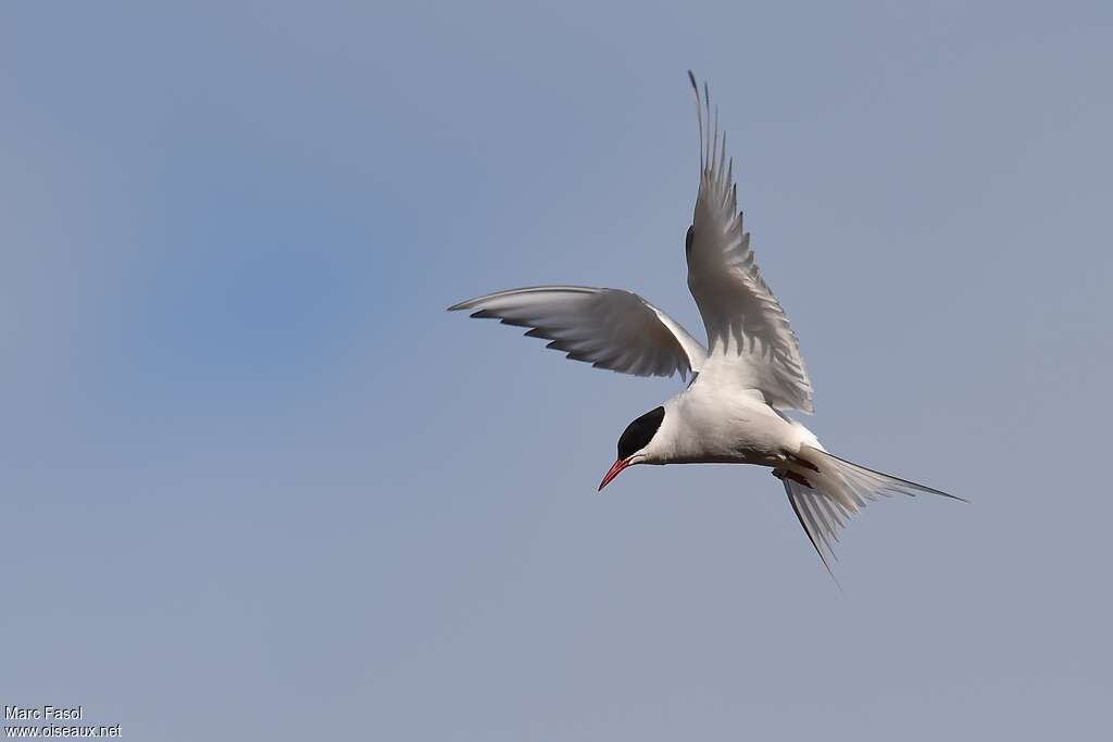 Arctic Ternadult breeding, Flight, fishing/hunting