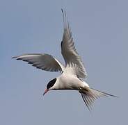 Arctic Tern