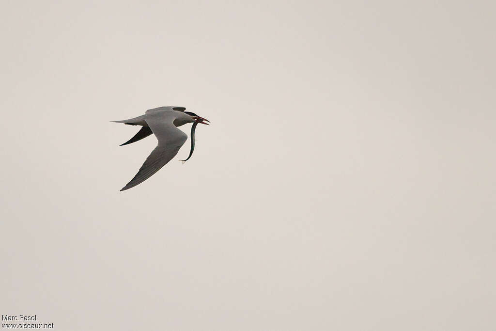 Sterne caspienneadulte nuptial, identification, Vol, régime, pêche/chasse