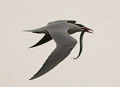 Caspian Tern