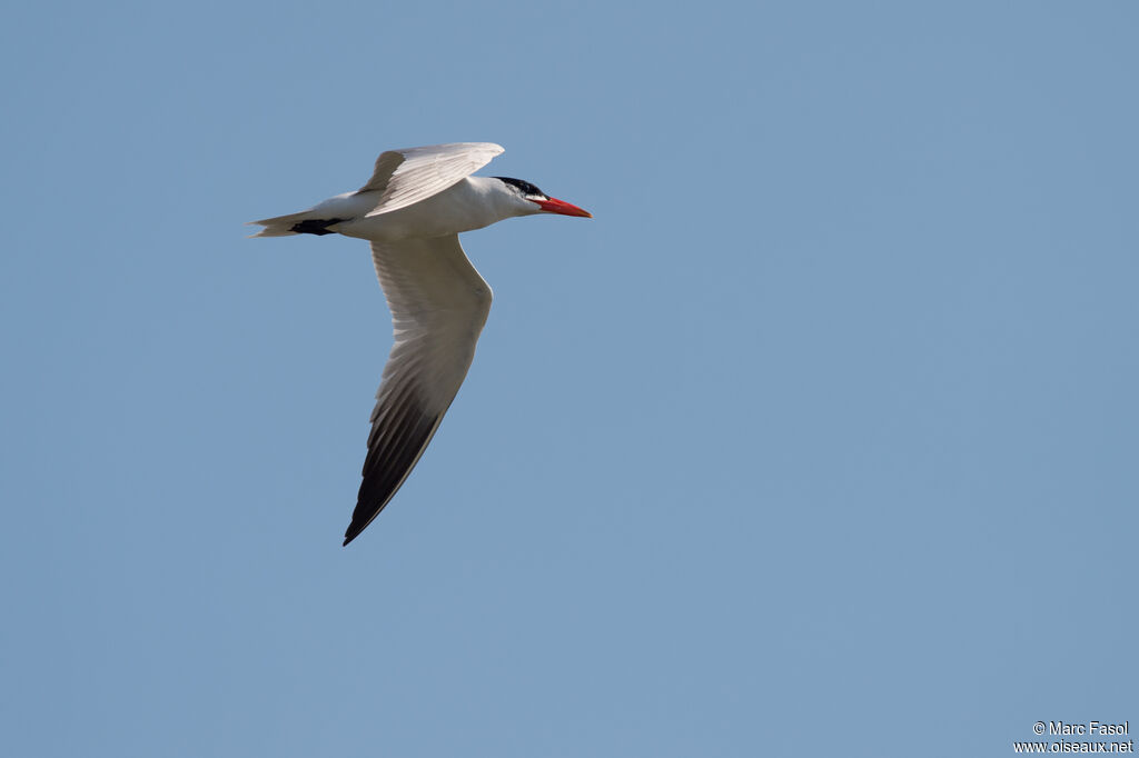 Caspian Ternadult breeding, Flight