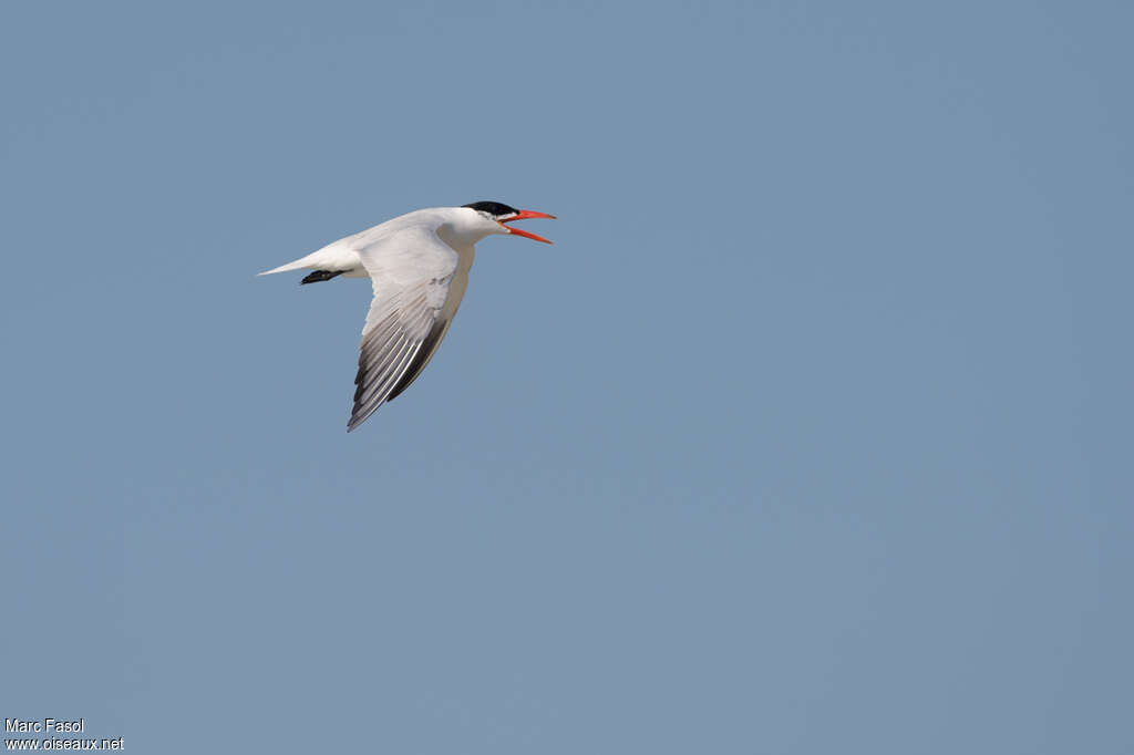 Caspian Ternadult breeding, Flight, Behaviour