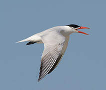 Caspian Tern