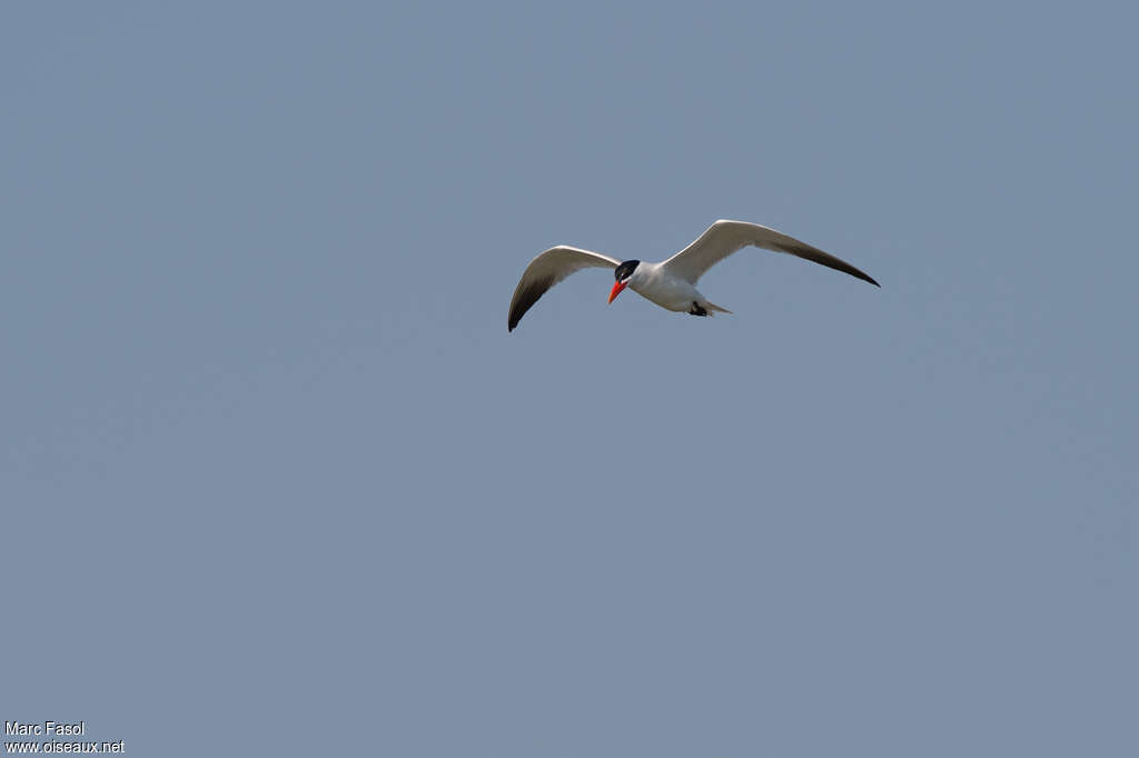 Sterne caspienneadulte nuptial, Vol, pêche/chasse