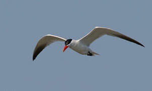 Caspian Tern