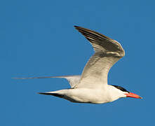 Caspian Tern