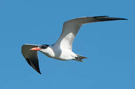 Caspian Tern