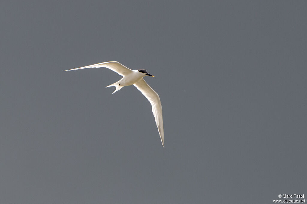 Sandwich Ternadult post breeding, Flight