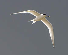 Sandwich Tern