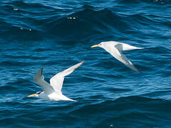 Sandwich Tern