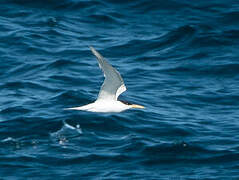 Sandwich Tern