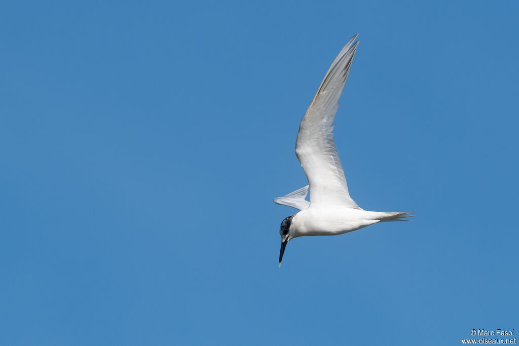 Sandwich Ternadult, Flight