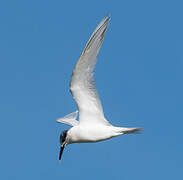 Sandwich Tern