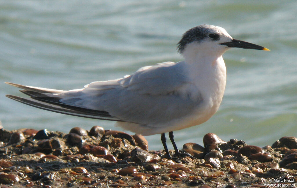 Sterne caugekadulte internuptial, identification