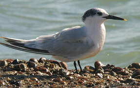 Sandwich Tern