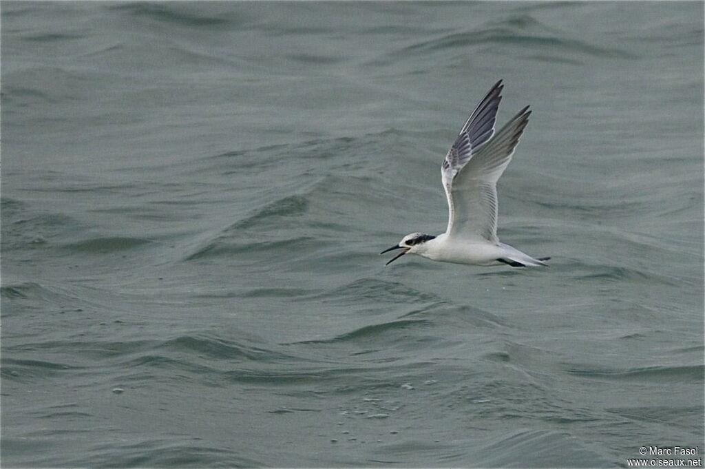 Sandwich Ternadult post breeding, Flight