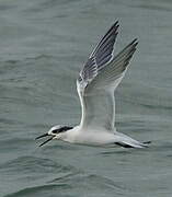 Sandwich Tern