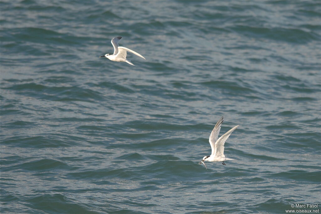 Sandwich Ternadult post breeding, identification, feeding habits