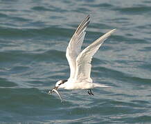 Sandwich Tern