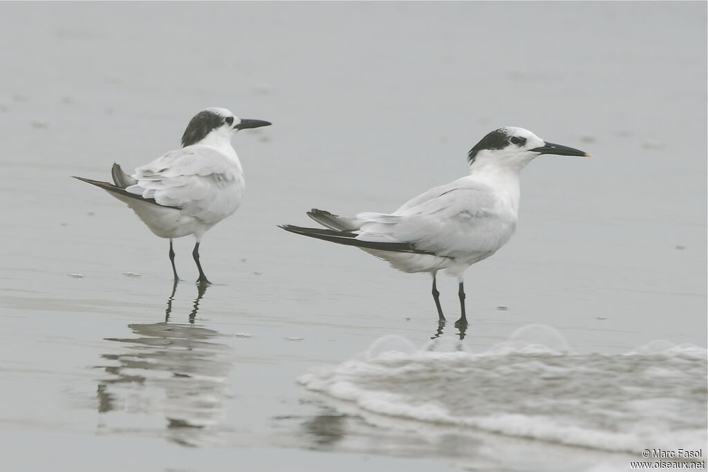 Sandwich Ternadult post breeding, identification