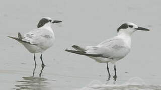 Sandwich Tern