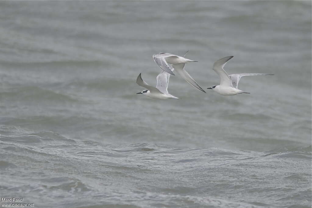 Sandwich Tern, Flight, Behaviour