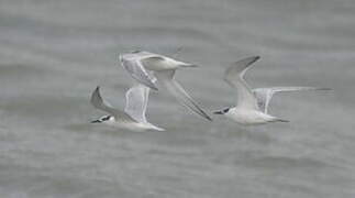 Sandwich Tern