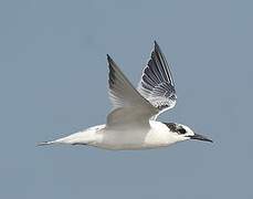 Sandwich Tern