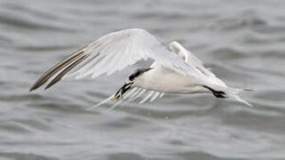 Sandwich Tern