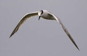 Sandwich Tern