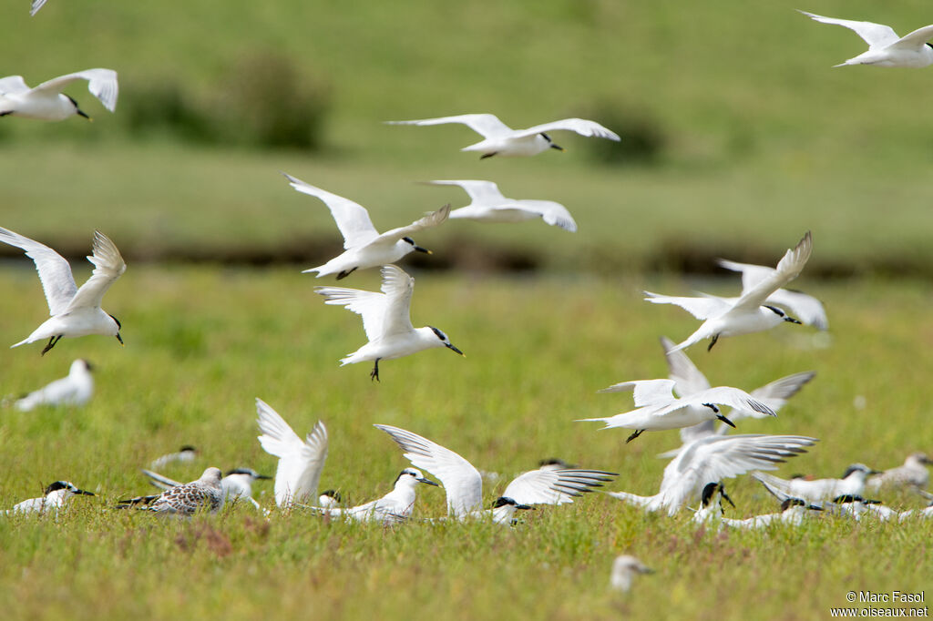 Sandwich Tern, colonial reprod.