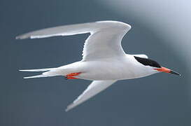 Roseate Tern